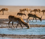 Записки астраханского натуралиста. Живые достопримечательности природы