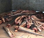 Двое астраханцев, готовившиеся к продаже 600 кг осетра, пошли под суд