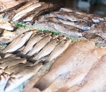 76 тонн астраханской рыбы отправили в Грузию и Азербайджан