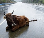 Астраханских буренок, гуляющих по дорогам, хотят пустить на котлеты