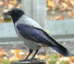 Ворона напала на астраханку