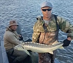 Астраханский нерестовый ход подтвердил возрождение каспийского осетра
