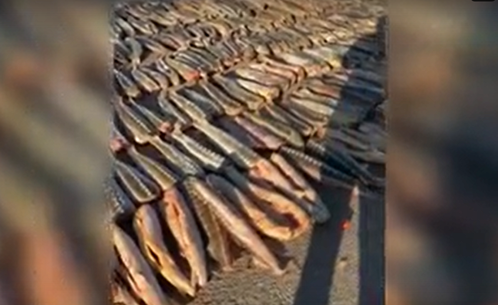 Рефрижератор с шестью тоннами браконьерских осетров задержали в Астрахани
