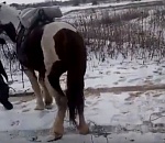 Астраханские дорожные полицейские привязали застрявший автомобиль к хвосту лошади