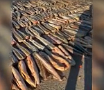 Рефрижератор с шестью тоннами браконьерских осетров задержали в Астрахани