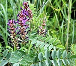 Завод по производству глицирризиновой кислоты запустят в Астраханской области в 2016 году