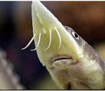 В Астрахани у проводника изъяли 10 килограммов осетра