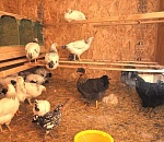 Астраханскую школу превратили в курятник