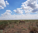 Трёх сайгаков выпустили в дикую природу в Астраханской области