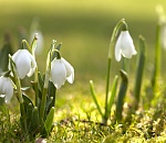 В Астрахань вернулась весна