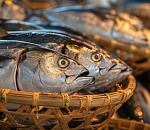 Крупную партию непроверенной рыбы выпустили в оборот в Астраханской области