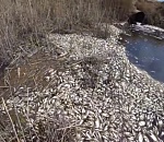 Служба природопользования Астраханской области выясняет причины и виновных в заморе рыбы