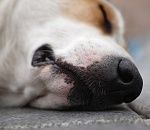 Полиция начала проверку по факту расправы над собаками в Астрахани