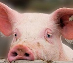 Свиной грипп все еще бороздит Астраханскую область