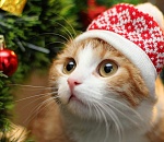 Сколько дней продлятся новогодние каникулы астраханцев?