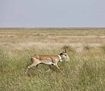 Численность редчайших животных в Астраханской области увеличилась в 10 раз