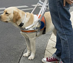 В Астрахани слепого сироту выселили из общежития из-за собаки-поводыря