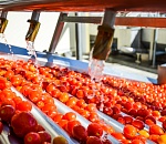 В Астраханской области хотят построить второй томатный завод