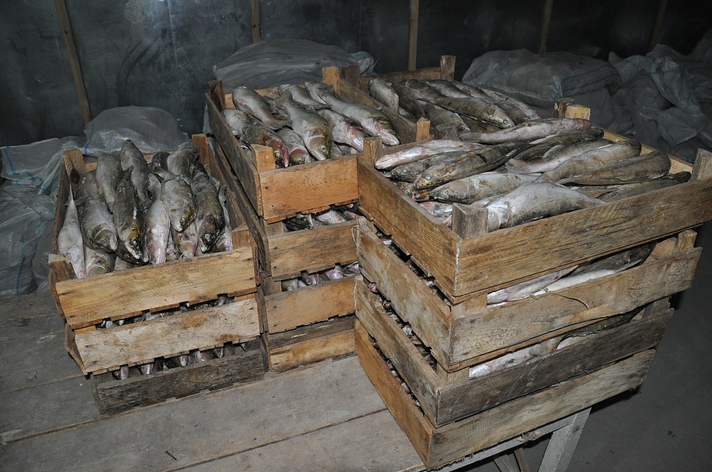 10 тонн браконьерской рыбы нашли в астраханском цеху