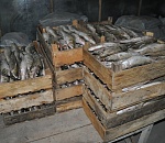 10 тонн браконьерской рыбы нашли в астраханском цеху