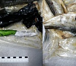 "Золотая" рыбка: В солёной вобле в изолятор пытались пронести целый боевой набор