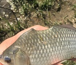 Астраханец показал фото странной рыбы и не может понять, что с ней