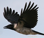 В Астрахани воронья стая едва не заклевала прохожих