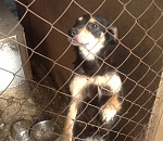  Астраханский приют «Верный друг» ищет друзей и помощников