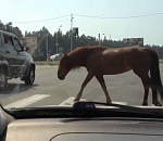 В Астрахани иномарка сбила лошадь с погонщицей