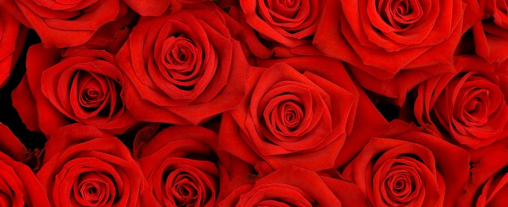 В Астрахани не зацветет тысяча роз