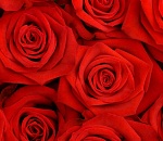 В Астрахани не зацветет тысяча роз