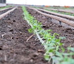 Первые огурцы взошли в астраханских теплицах