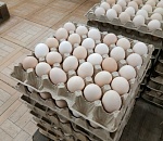 В Астраханской области птицефабрика выпускает уникальные кремовые яйца