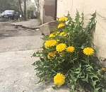 Астрахань, месяц самоизоляции – как мы это пережили