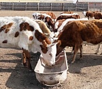 Астраханской области временно запретили ввоз животноводческой продукции в Беларусь и Казахстан