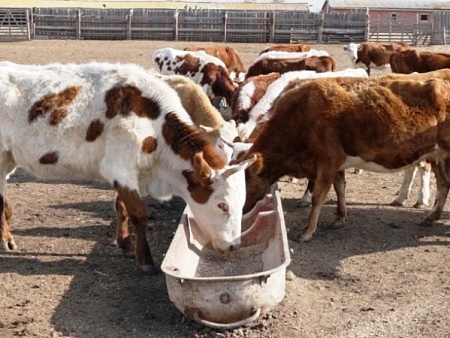 Астраханской области временно запретили ввоз животноводческой продукции в Беларусь и Казахстан