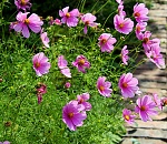 В Астрахань еще вернется тепло