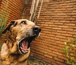 Следком РФ заинтересовался нападением хозяйской собаки на женщину с ребенком в Астрахани