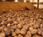 Мощность астраханских овощехранилищ выросла до 142 тыс. тонн в год