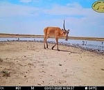 Сайгак-единорог, пострадавший в боях за гарем, попал в объектив фотоловушки под Астраханью