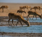 Записки астраханского натуралиста. Сайгаки заказника «Степной»