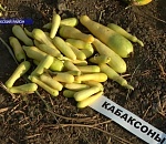 Не дельный обзор. Кабаксонов нет. Такой вот офигенчик