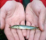 Астраханское предприятие выловило 8 тонн рыбной молоди