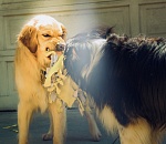 В городе зарегистрирован случай бешенства: астраханцев просят вакцинировать питомцев