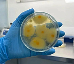 В астраханской селедке нашли 350-кратное превышение плесени