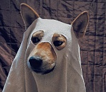 Депутаты Думы Астраханской области обратились к федеральному кабмину с просьбой исправить собачий закон