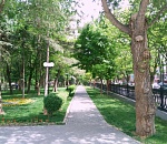 Зачем в Братском саду спиливают деревья