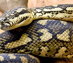 Астраханцы кормят своих питонов котятами