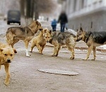 В Астрахани на женщину с ребенком накинулась стая "бешеных" собак