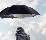 Астраханский правозащитник попался на коммерческом подкупе